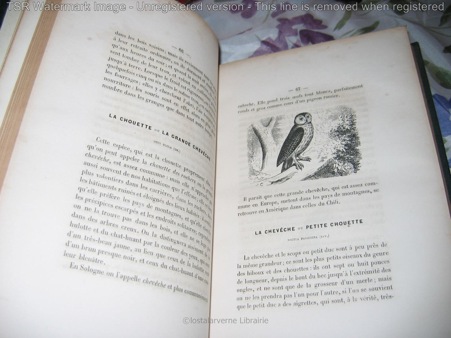 Œuvres de Buffon, d'après MORIN 2 volumes Superbes Gravures reliure Cuir 1870